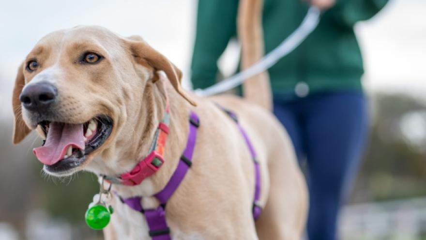 A happy dog looks towards the camera as his owner holds a leash in the background.