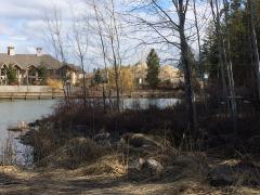 Waterside view with reeds and bare trees in the foreground, buildings, and a wooden walkway along the water in the background.