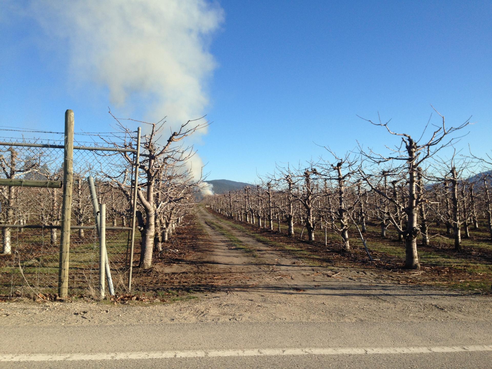 smoke rising from a burn pile in an orchard